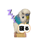 セキセイインコスタンプ（24個）（個別スタンプ：8）