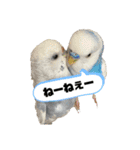 セキセイインコスタンプ（24個）（個別スタンプ：10）