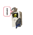セキセイインコスタンプ（24個）（個別スタンプ：16）