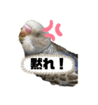 セキセイインコスタンプ（24個）（個別スタンプ：20）