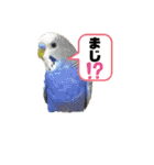 セキセイインコスタンプ（24個）（個別スタンプ：23）