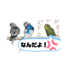 セキセイインコスタンプ（24個）（個別スタンプ：24）