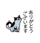 三毛猫にゃーのねこ刺繍スタンプ3（個別スタンプ：2）
