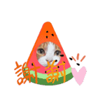 猫かぶりしてみた（個別スタンプ：5）