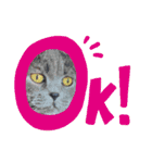 猫かぶりしてみた（個別スタンプ：7）