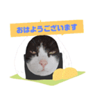 猫かぶりしてみた（個別スタンプ：9）