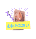 猫かぶりしてみた（個別スタンプ：13）
