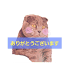 猫かぶりしてみた（個別スタンプ：16）