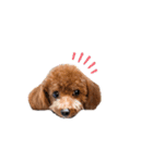 犬のちっぷ隊長（個別スタンプ：1）