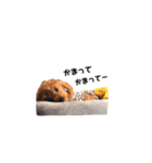 犬のちっぷ隊長（個別スタンプ：2）