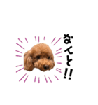 犬のちっぷ隊長（個別スタンプ：3）