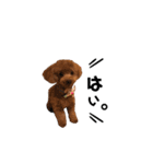 犬のちっぷ隊長（個別スタンプ：8）