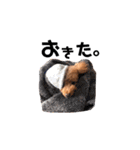 犬のちっぷ隊長（個別スタンプ：11）