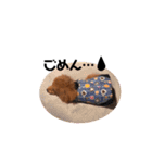 犬のちっぷ隊長（個別スタンプ：12）
