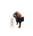 犬のちっぷ隊長（個別スタンプ：13）