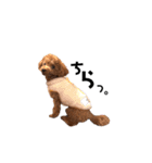 犬のちっぷ隊長（個別スタンプ：17）