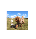 犬のちっぷ隊長（個別スタンプ：20）