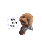 犬のちっぷ隊長（個別スタンプ：22）