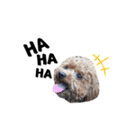 犬のちっぷ隊長（個別スタンプ：24）