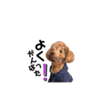 犬のちっぷ隊長（個別スタンプ：26）
