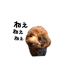 犬のちっぷ隊長（個別スタンプ：28）