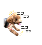 犬のちっぷ隊長（個別スタンプ：29）