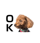 犬のちっぷ隊長（個別スタンプ：32）