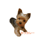 ヨーキー  ラフラの日常（個別スタンプ：3）