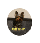 ヨーキー  ラフラの日常（個別スタンプ：20）