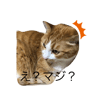 とある猫の雑編集スタンプ（個別スタンプ：1）