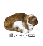 とある猫の雑編集スタンプ（個別スタンプ：2）