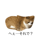 とある猫の雑編集スタンプ（個別スタンプ：3）
