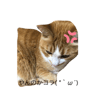 とある猫の雑編集スタンプ（個別スタンプ：4）