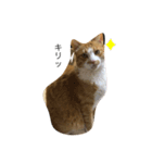 とある猫の雑編集スタンプ（個別スタンプ：6）