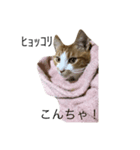 とある猫の雑編集スタンプ（個別スタンプ：7）
