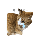 とある猫の雑編集スタンプ（個別スタンプ：8）