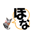 関西弁のロシアンブルー！（個別スタンプ：12）