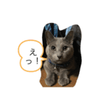 ドジはる（個別スタンプ：3）