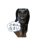 ドジはる（個別スタンプ：4）