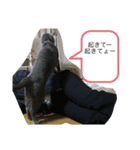 ドジはる（個別スタンプ：8）