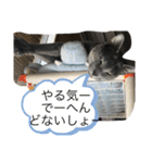 ドジはる（個別スタンプ：15）