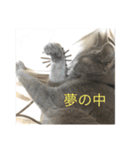 ドジはる（個別スタンプ：16）