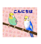 おちゃべりインコ（個別スタンプ：1）