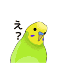 おちゃべりインコ（個別スタンプ：16）