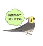 おちゃべりインコ（個別スタンプ：24）