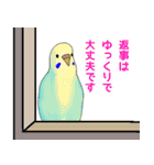 おちゃべりインコ（個別スタンプ：37）