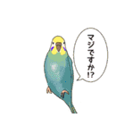 おちゃべりインコ（個別スタンプ：39）