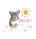 チンチラのむぅちゃん①（個別スタンプ：1）