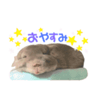 チンチラのむぅちゃん①（個別スタンプ：2）