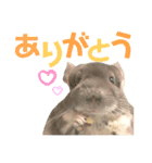 チンチラのむぅちゃん①（個別スタンプ：6）